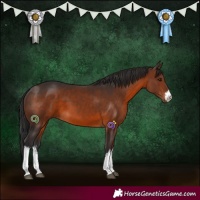 Horse Color:White Spotted Brown 