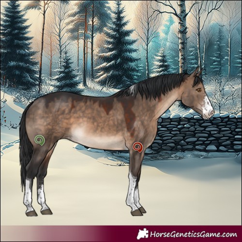 Horse Color:Brown Dun Sabino Tobiano 