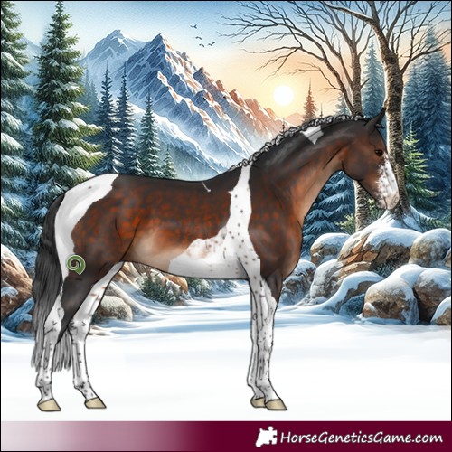 Horse Color:Brown Sabino Tobiano