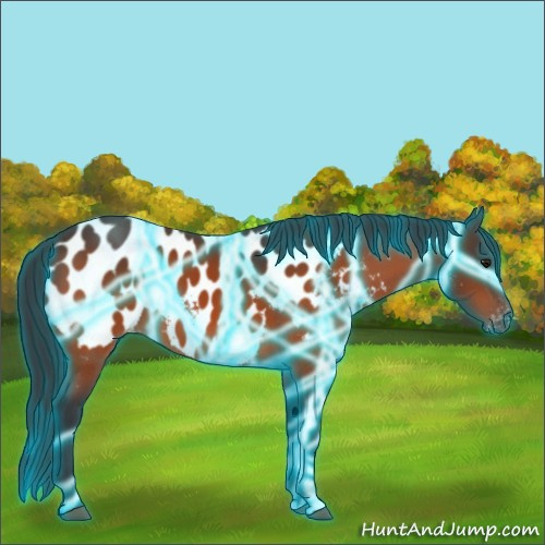 Horse Color:Thunderstruck Bay Appaloosa 