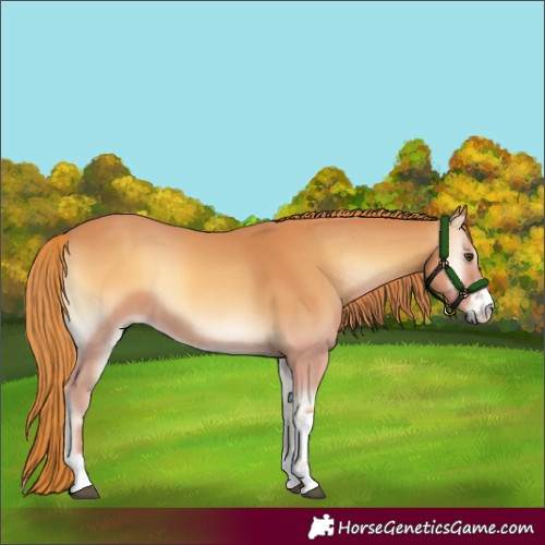 Horse Color:Red Onyx 