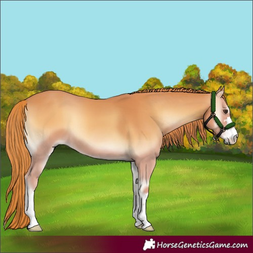 Horse Color:Red Onyx