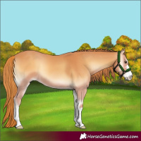 Horse Color:Red Onyx