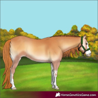 Horse Color:Red Onyx