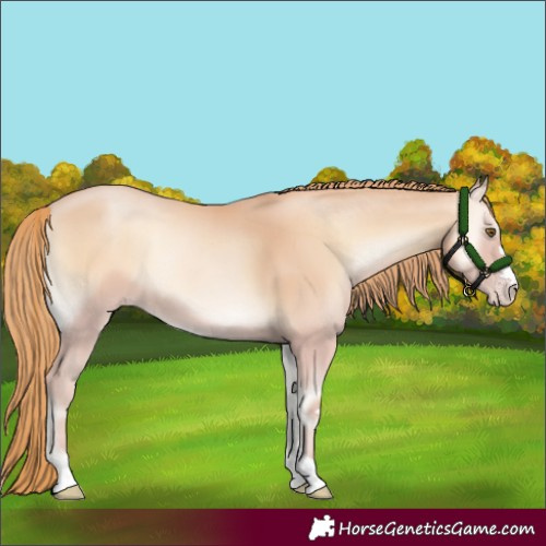Horse Color:Gold Champagne Onyx