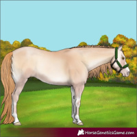 Horse Color:Gold Champagne Onyx 