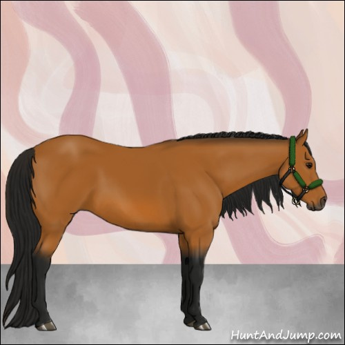 Horse Color:Gray Buckskin 