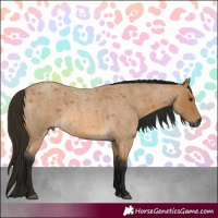 Horse Color:Gray Buckskin Roan 