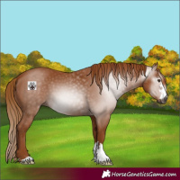 Horse Color:Gray Chestnut 