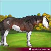 Horse Color:Brown Splash 