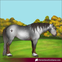 Horse Color:Gray Liver Chestnut 