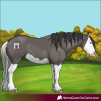 Horse Color:Grullo Splash 