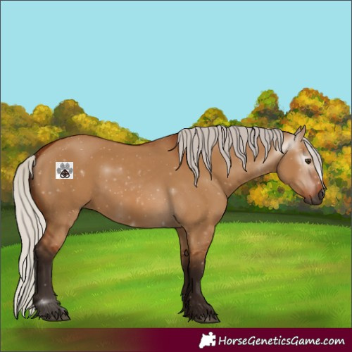 Horse Color:Gray Silver Bay Dun