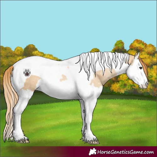 Horse Color:Red Dun Splash Tobiano