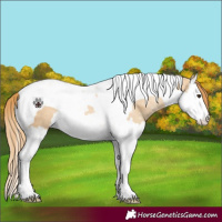 Horse Color:Red Dun Splash Tobiano 