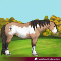 Horse Color:Bay Dun Frame 