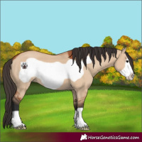 Horse Color:Bay Dun Frame 