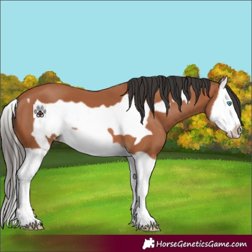 Horse Color:Bay Splash Frame