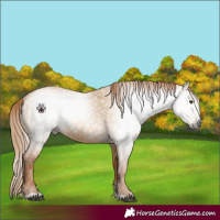 Horse Color:Gray Red Dun 