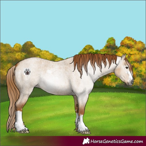 Horse Color:Gray Red Dun Roan
