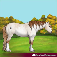 Horse Color:Gray Red Dun Roan 