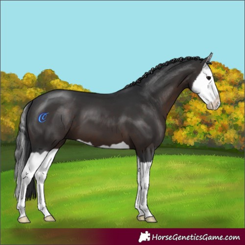Horse Color:Brown Splash 