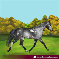 Horse Color:Gray White Spotted Brown 