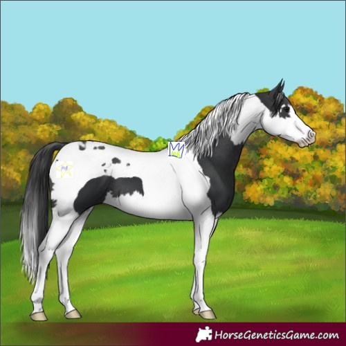 Horse Color:Black Splash Tobiano 
