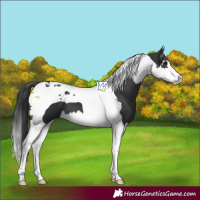 Horse Color:Black Splash Tobiano 