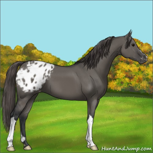 Horse Color:Grullo Appaloosa