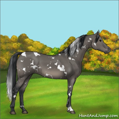 Horse Color:White Spotted Grullo 