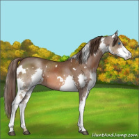 Horse Color:White Spotted Liver Chestnut Splash Varnish 