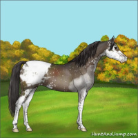 Horse Color:Smoky Black Sabino Appaloosa 