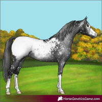 Horse Color:Gray Black Appaloosa