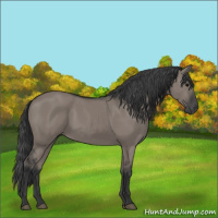 Horse Color:Grullo 