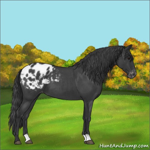 Horse Color:Blue Roan Blanket 