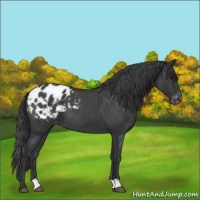 Horse Color:Blue Roan Appaloosa 