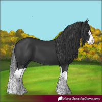 Horse Color:Black Splash 