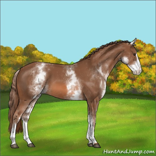 Horse Color:White Spotted Chestnut Sabino 