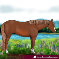 Horse Color:Chestnut 