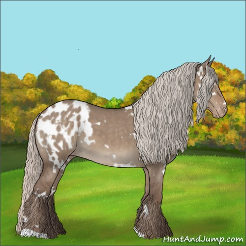 Horse Color:White Spotted Silver Grullo Appaloosa 