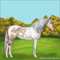 Horse Color:White Spotted Silver Brown Dun Tobiano Appaloosa 