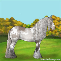 Horse Color:White Spotted Silver Grullo Appaloosa 