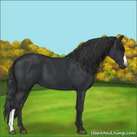 Horse Color:Black 