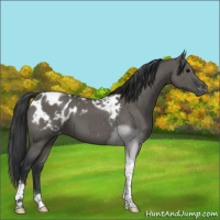 Horse Color:Grullo Tobiano Appaloosa Brindle 