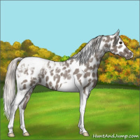 Horse Color:Silver Grullo Tobiano Appaloosa 