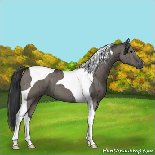 Horse Color:Grullo Tobiano Brindle 