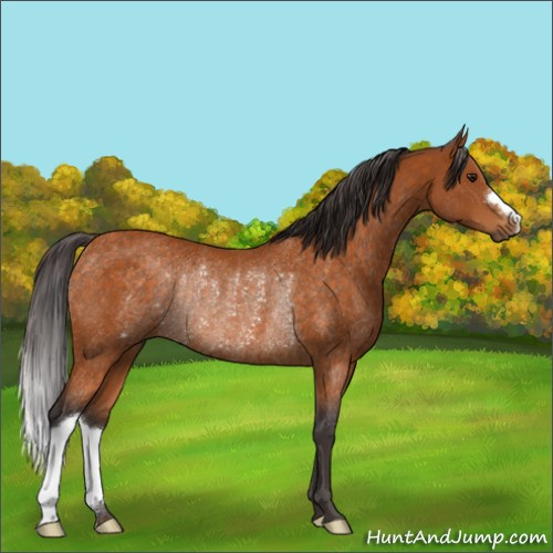 Horse Color:Buckskin Rabicano