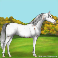 Horse Color:Bay Sabino Rabicano 