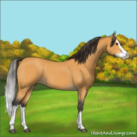Horse Color:Buckskin Roan Splash 